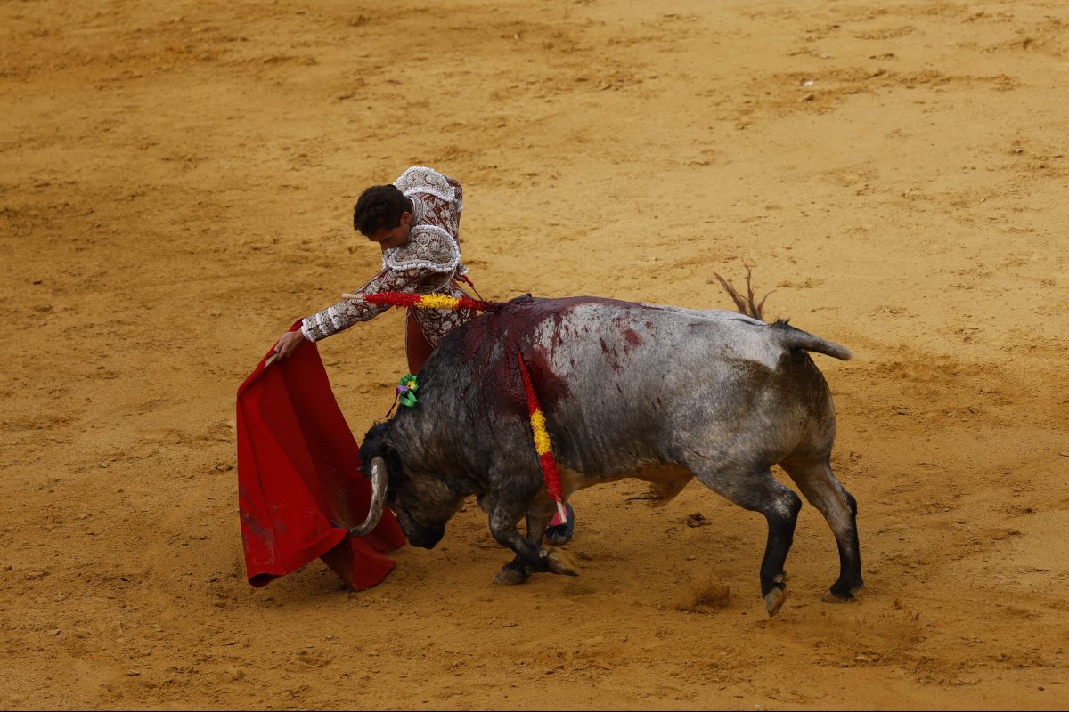 A matador performs a pass