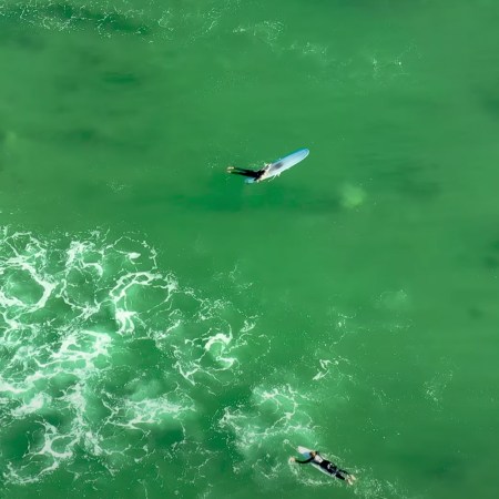 Drones Reveal That Great White Shark Encounters Are Extremely Common