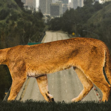 Inside the Campaign to Save LA’s Mountain Lion Population