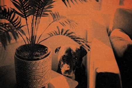 A photo of a shy dog sitting between a chair and a plant in orange and black