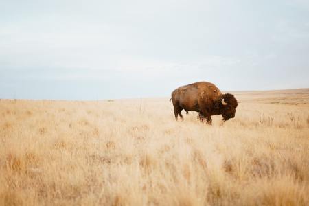 Bison