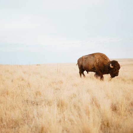 Bison