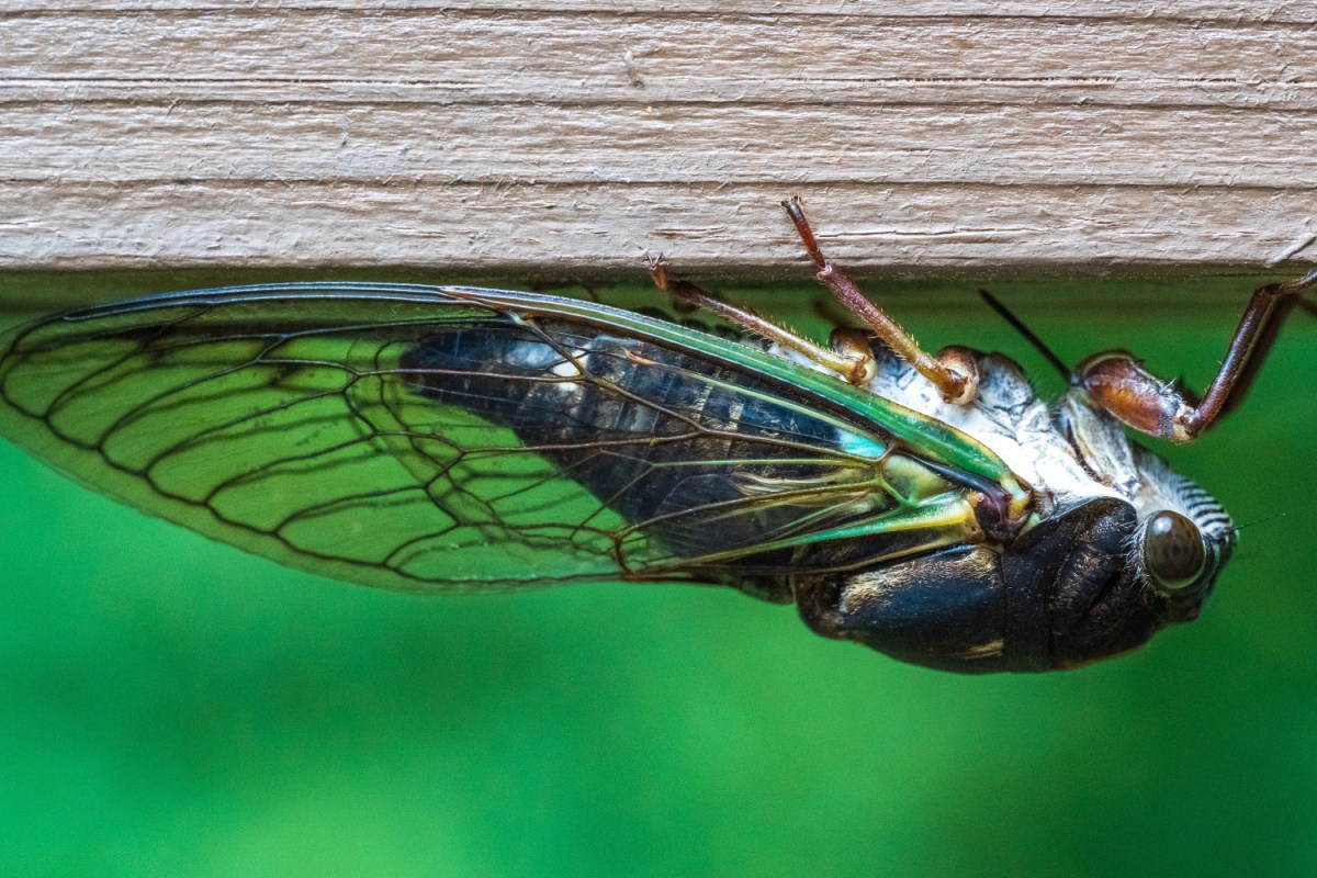 close-up photo of a cicada upside down clinging to a piece of wood