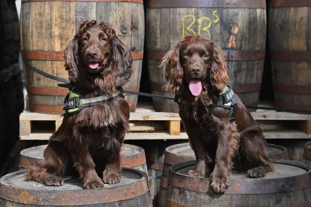 A Huge Scotch Distillery Just Hired These Adorable Detection Dogs for a Secret Project