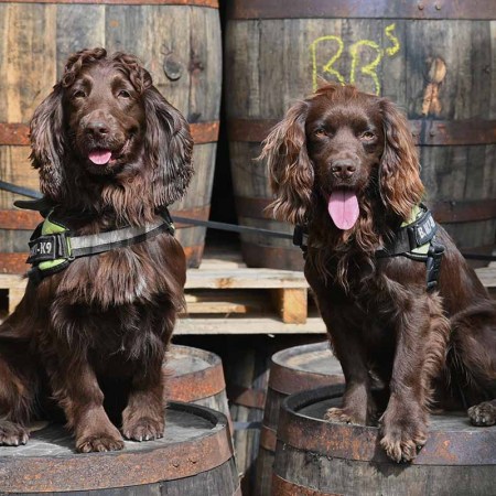 Bran and Rocco, two detection dogs being used by a whisky maker in Scotland