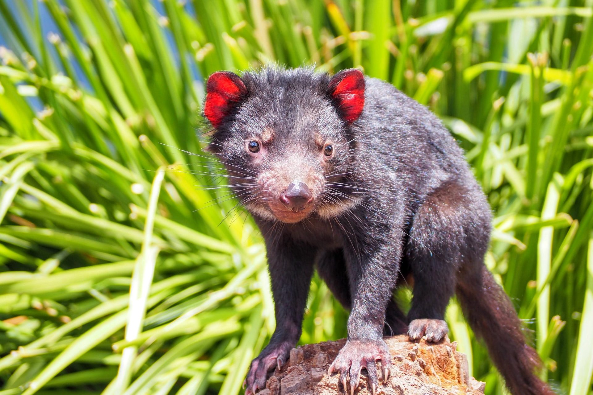 Tasmanian devil