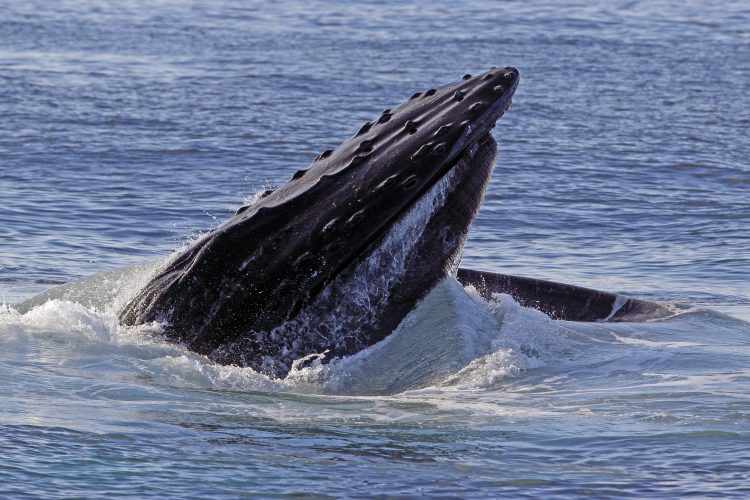 A Humpback whale breaching the surface of the ocean