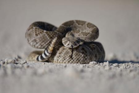 A rattlesnake