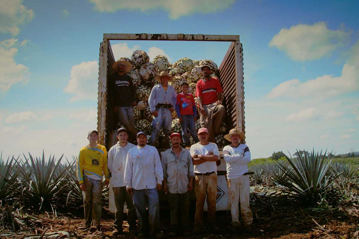 Agave jimadores are the farm workers that harvest the tequila plant. Lesser long-nosed bats have pollinated the tequila agave for centuries.