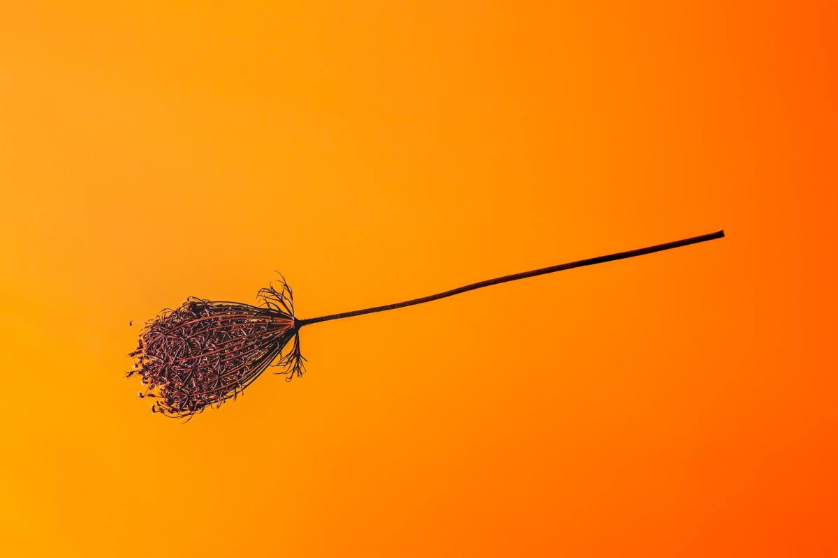 Broom on a yellow and orange background. In German wine regions, a broom above a door signals a pop-up wine bar and restaurant.