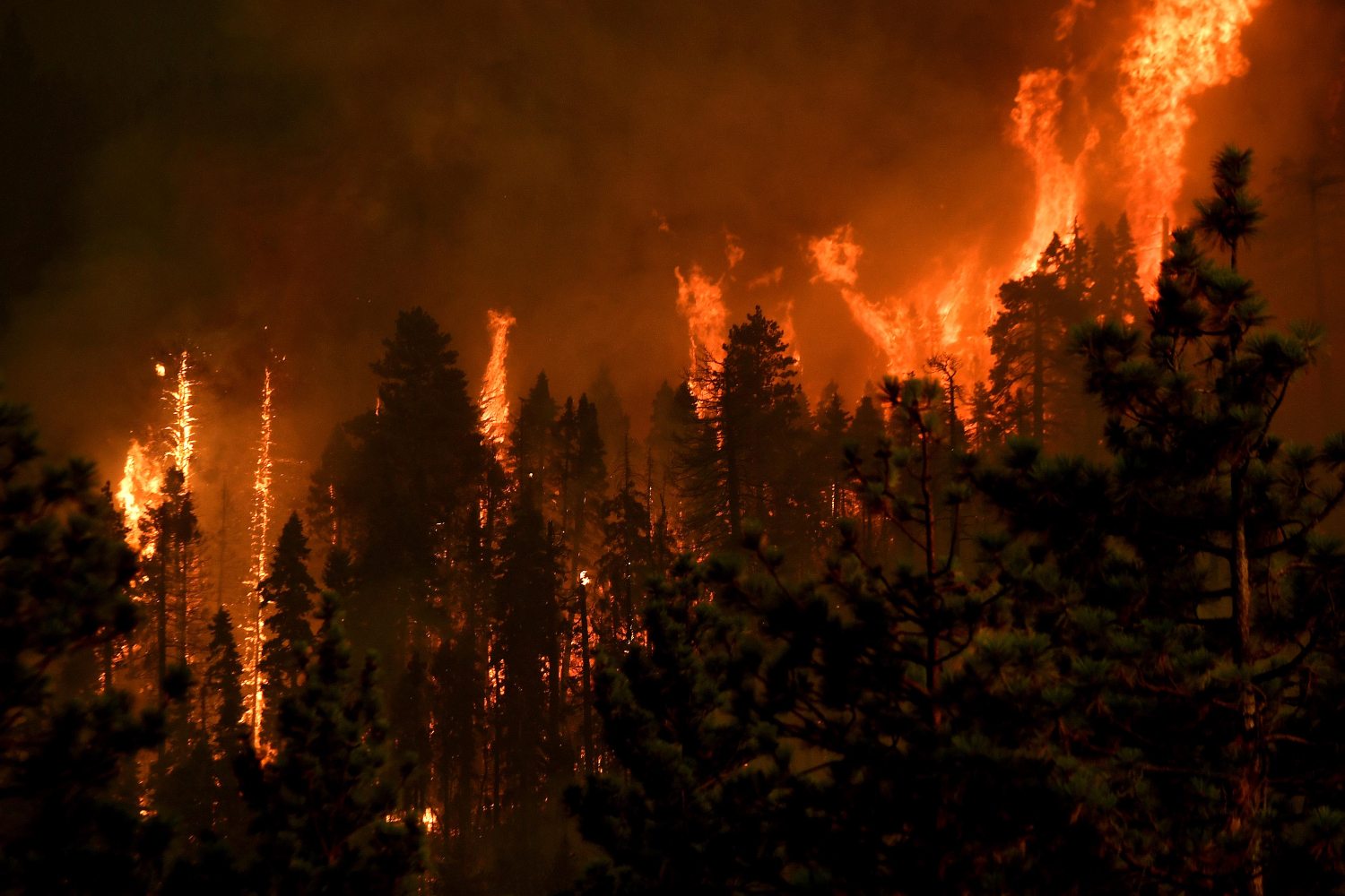 El Dorado wildfire blazes behind trees - a couple whose gender reveal party started the blaze faces possible jail time
