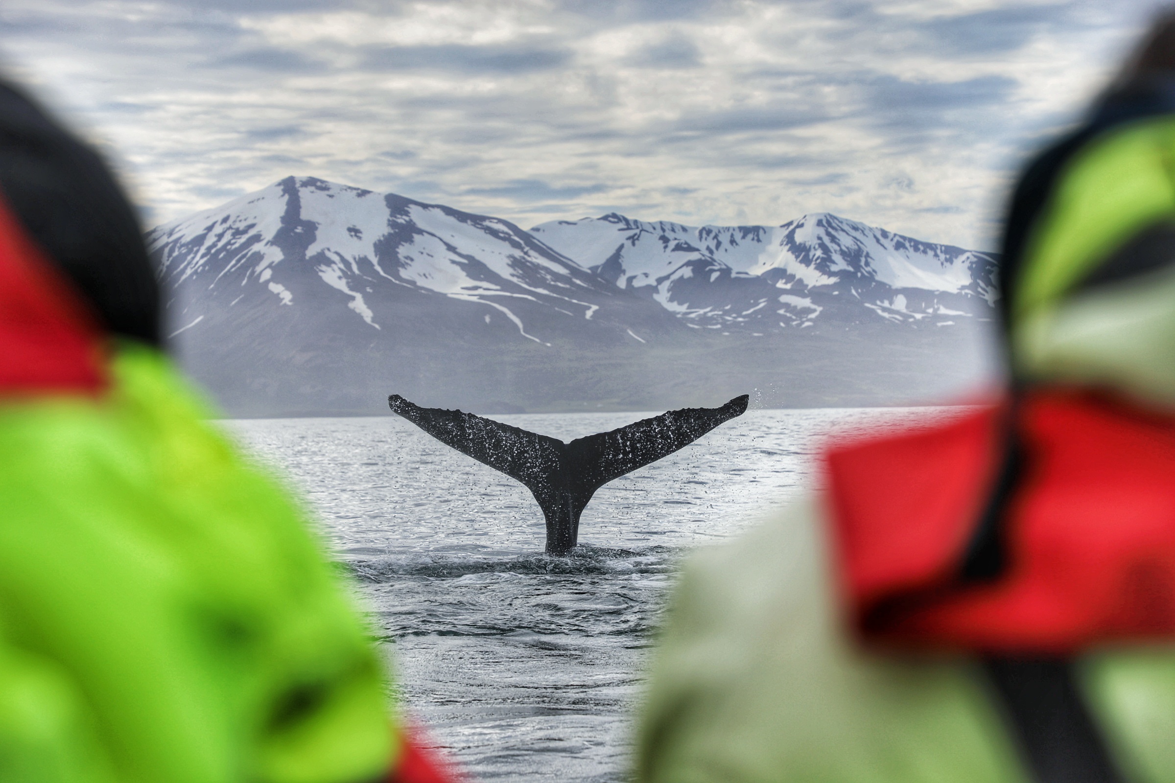 Whale watching in Húsavík iceland