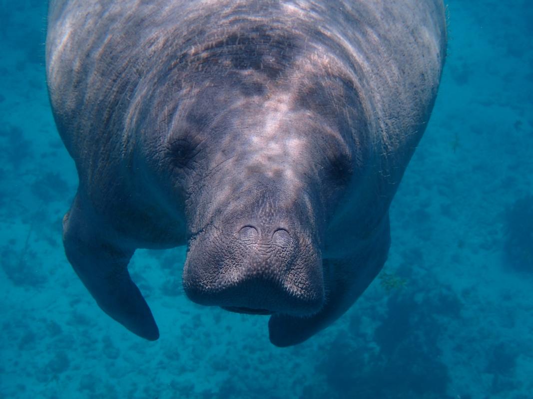 It's a tough time to be a manatee.