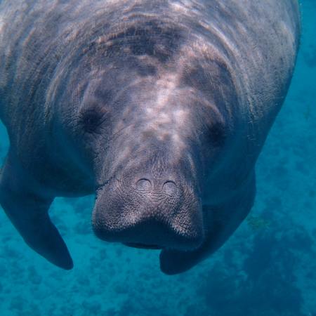 Florida’s Manatees Struggle With Ongoing Famine