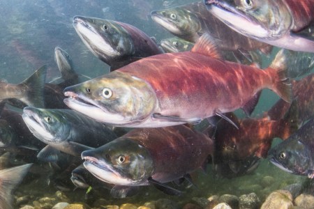 Red salmon swimming underwater. A Germany agency recently found some local salmon may have been introduced to cocaine.