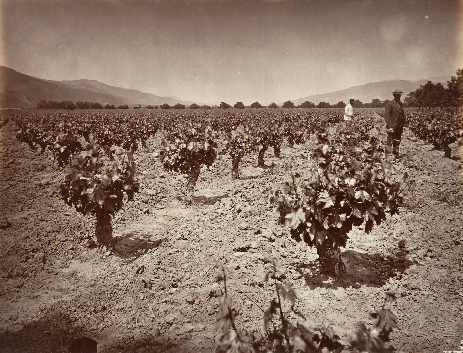 The vineyard of Camulos Ranch in Ventura County, c. 1876