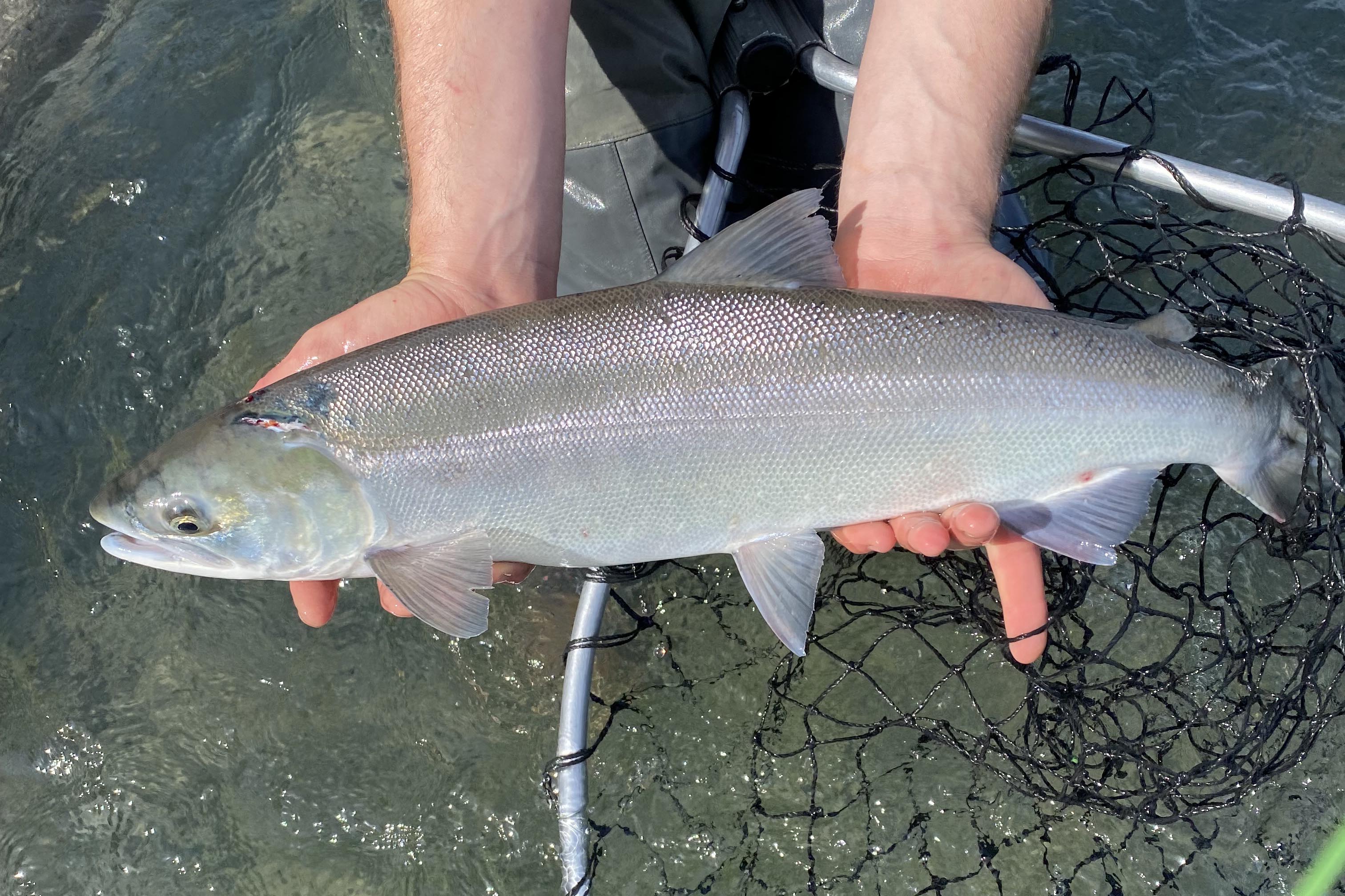 silver salmon in kenai alaska