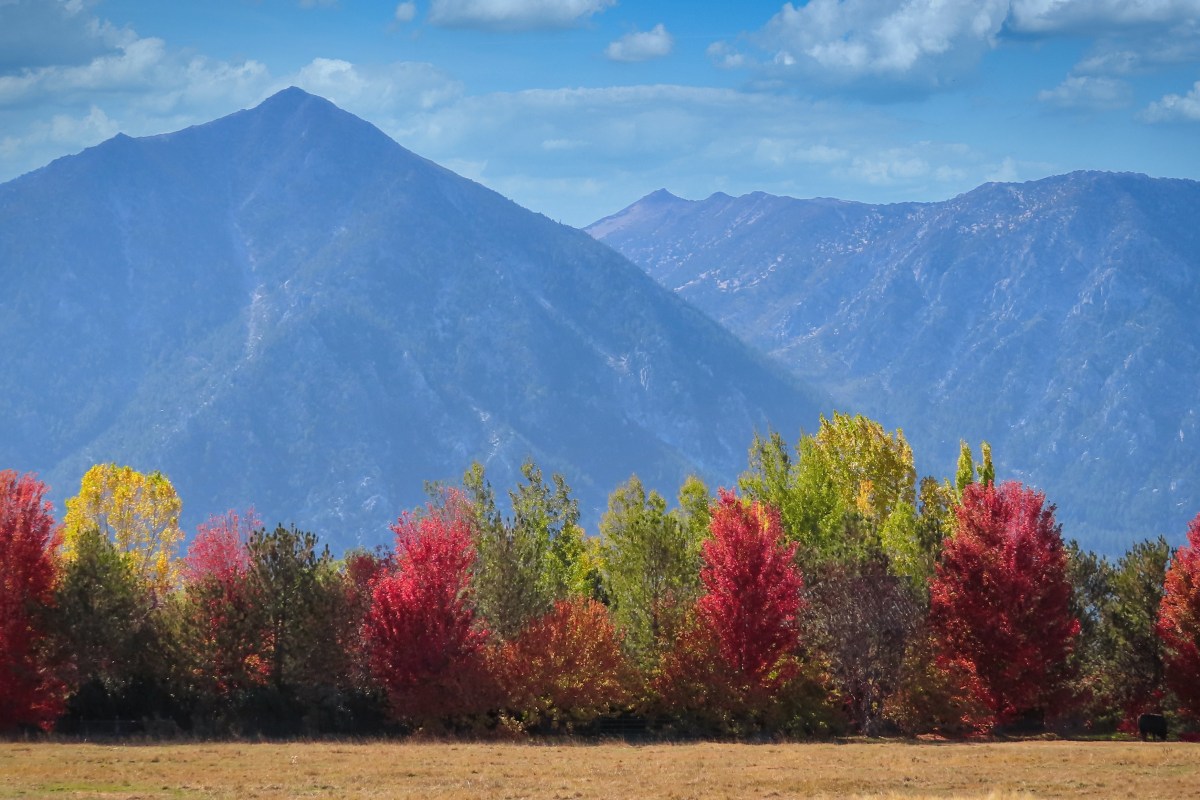 The fall foliage in Carson Valley, Nevada