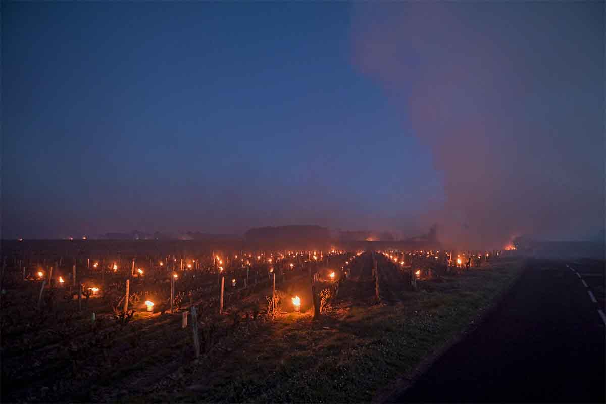 This photograph taken at dawn on April 7, 2021 shows fires lit in the vineyards to protect them from frost at the heart of the Vouvray vineyard in Touraine
