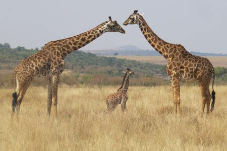 Giraffes