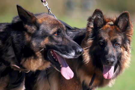 German shepherds