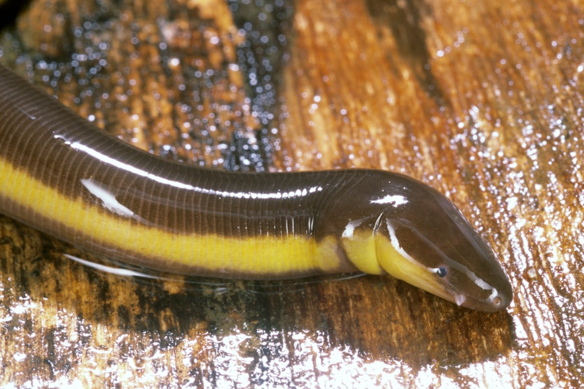 The caecilian snake, a legless amphibian native to South America, is though to resemble a penis.