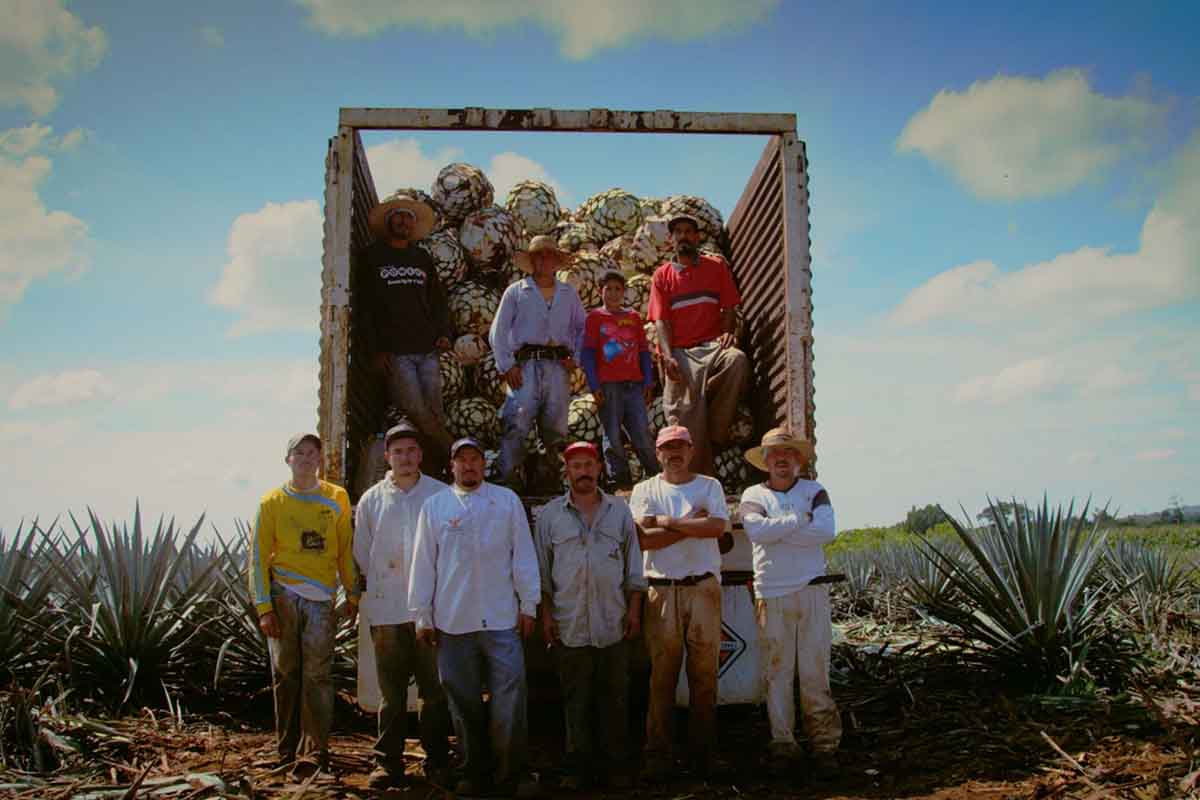 Agave jimadores are the farm workers that harvest the tequila plant. Lesser long-nosed bats have pollinated the tequila agave for centuries