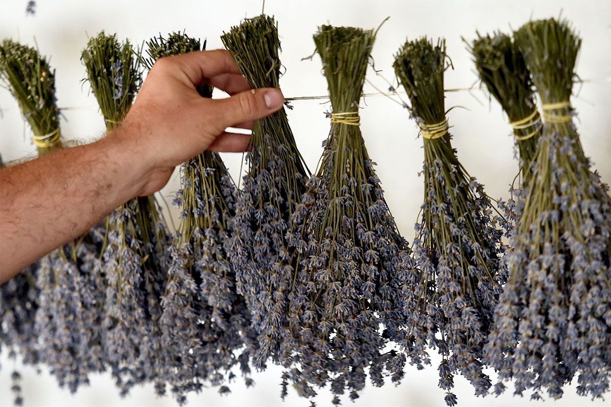 A man holds lavender leaves.