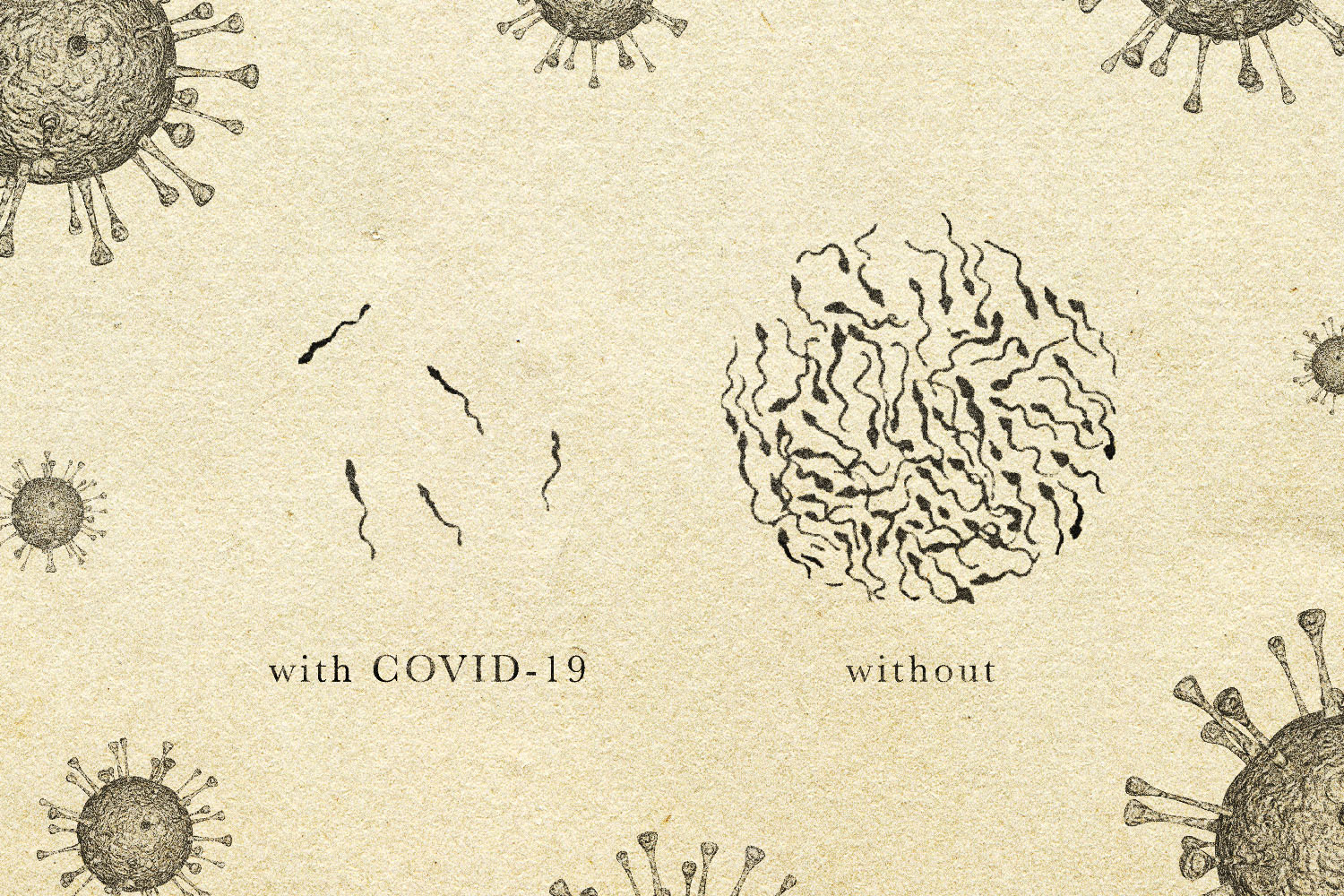 A diagram of sperm under a microscope. On the left: a small amount of sperm with the label "with COVID-19. On the right: a lot of sperm with the label "without."