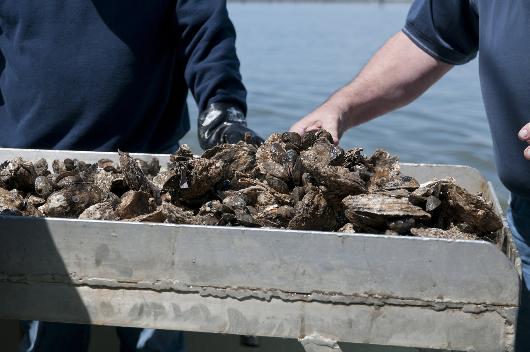 Workers monitor a sampling of restored oyster reefs on the Chesapeake Bay