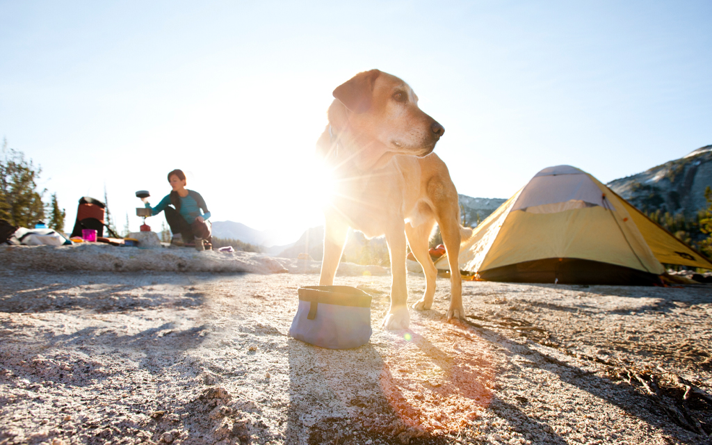The Best Camping Gear for Dogs