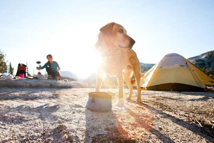 The Best Camping Gear for Dogs