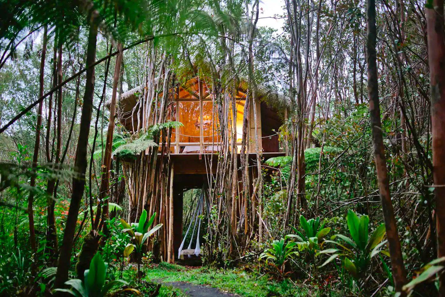 Tropical Tree House