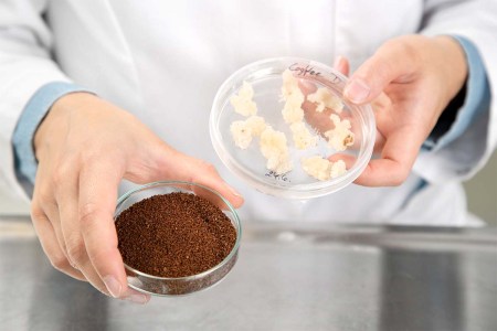 A person holding two round trays of coffee plant cell culture (right) and roasted coffee produced by VTT's cell-based method