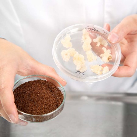 A person holding two round trays of coffee plant cell culture (right) and roasted coffee produced by VTT's cell-based method