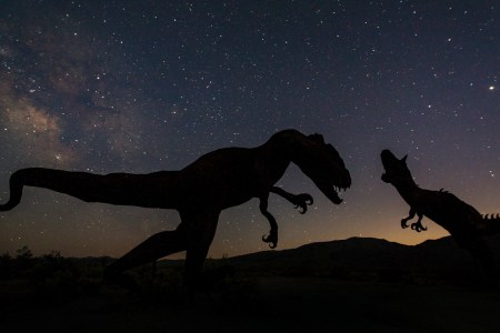 silhouettes of two dinosaurs about to enjoy a romantic evening under the stars.