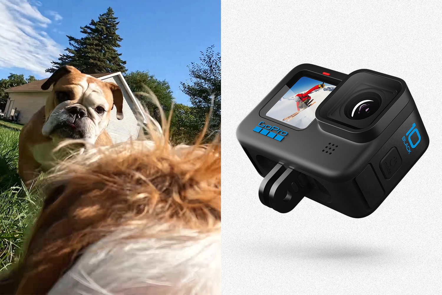 On the left, a screenshot from a video taken from the back of a miniature dachshund on a GoPro looking at an American bulldog. On the right, the new GoPro Hero10 Black action camera.