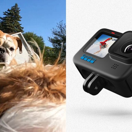 On the left, a screenshot from a video taken from the back of a miniature dachshund on a GoPro looking at an American bulldog. On the right, the new GoPro Hero10 Black action camera.
