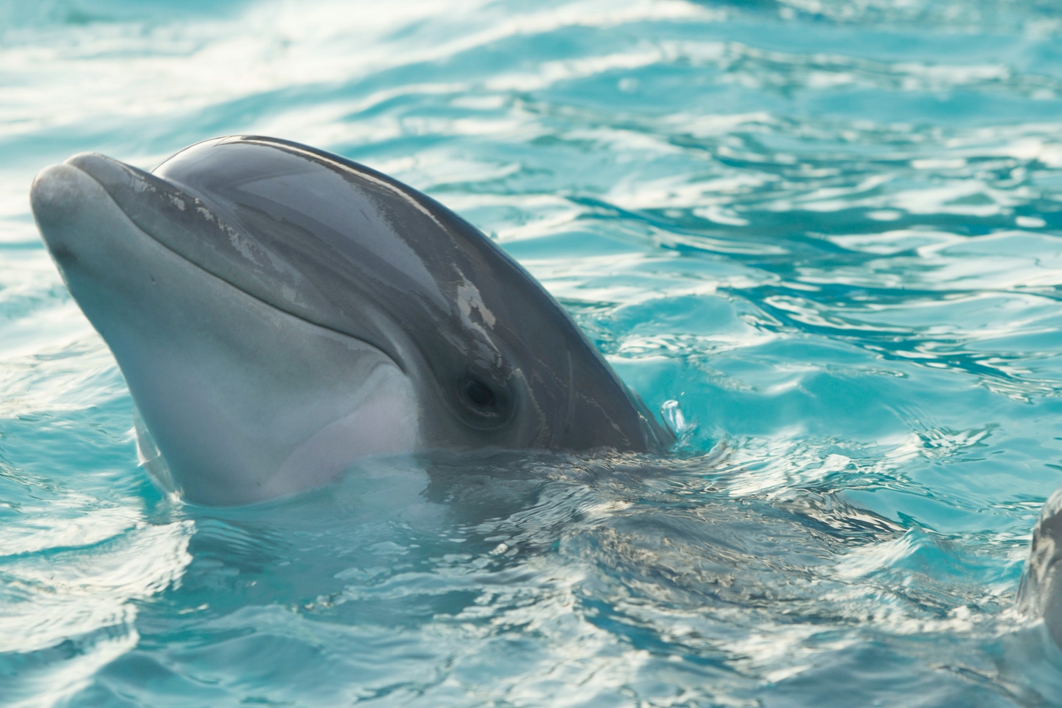 Photograph shows a dolphin head poking out above the water