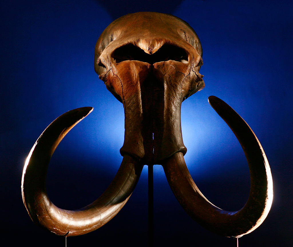 A mammoth skull with tusks shot from the front and lit from the back on a dark blue background