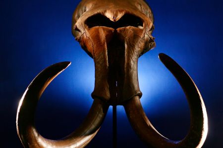 A mammoth skull with tusks shot from the front and lit from the back on a dark blue background