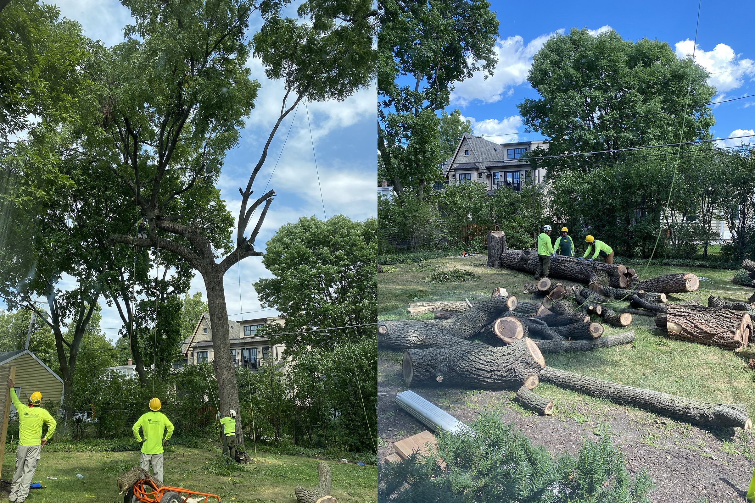 Before and after photos of a sick black walnut tree being taken down by Urban Wood Design in Chicago.