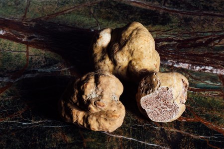 A Veteran Truffle Hunter Shares the Story of His World-Record Find