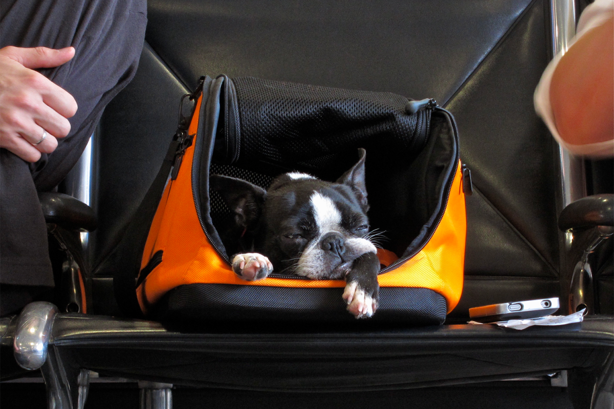 New Rules Are Making It Extremely Hard to Travel With Pets