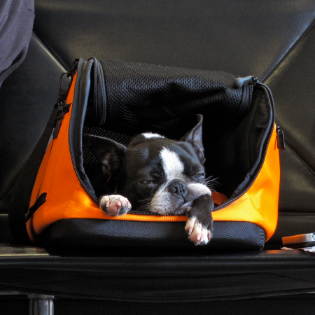 New Rules Are Making It Extremely Hard to Travel With Pets