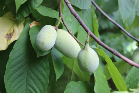 Pawpaw fruits grow on trees in DC.