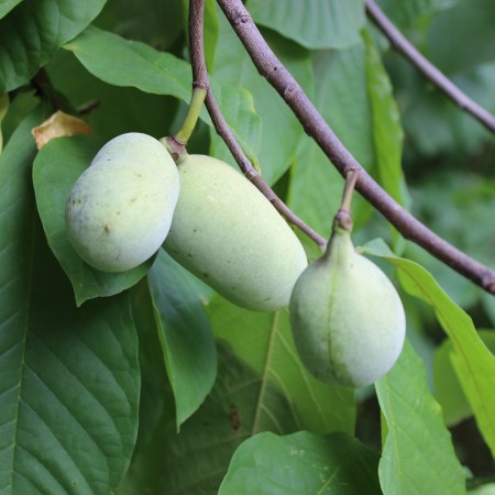 Pawpaw fruits grow on trees in DC.