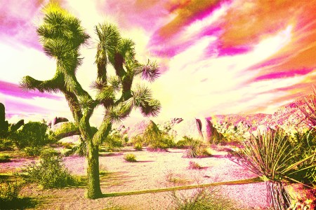 A Weekend at Joshua Tree, With a Case of Psychedelic Water