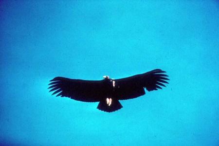 California condor