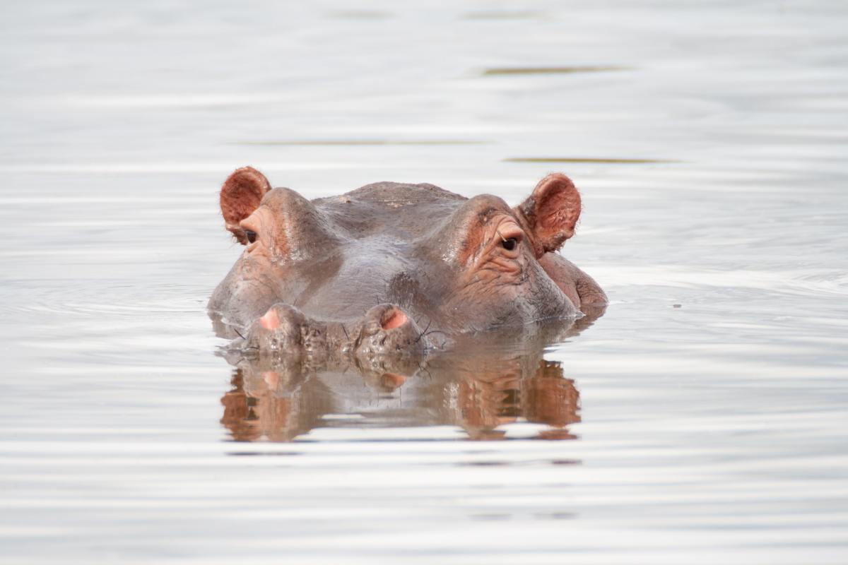 A hippopotamus lurks